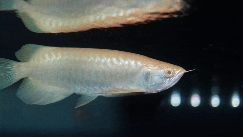 Albino Blue Base Arowana