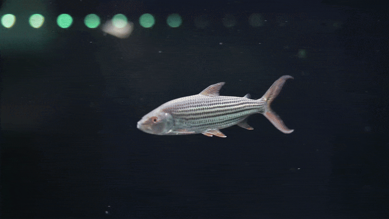 Goliath Tiger Vittatus