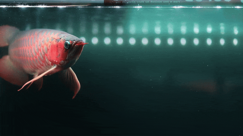 Super Red Arowana "Hermes"