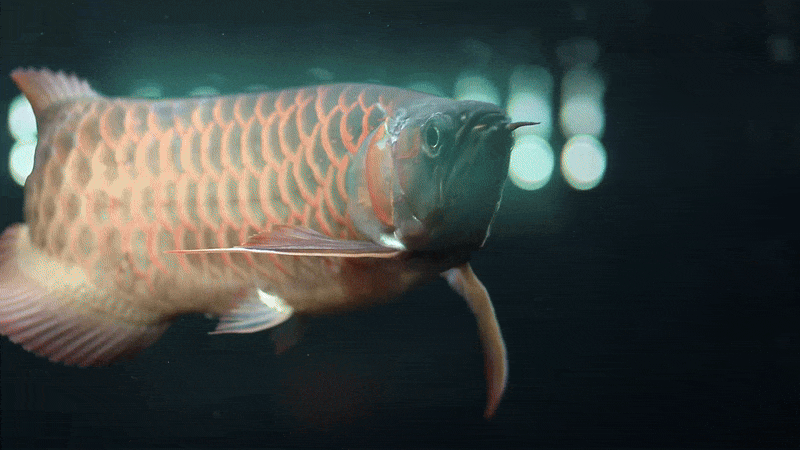 Jumbo Red Arowana