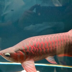 Nana Exotic Gallery 1