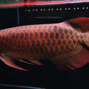 Nana Exotic Gallery 2