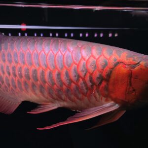 Nana Exotic Gallery 4