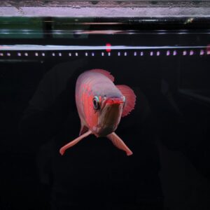 Nana Exotic Gallery 5