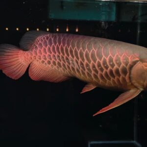 Nana Exotic Gallery 6