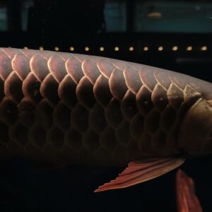 Nana Exotic Gallery 8