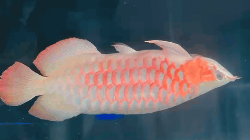 Jumbo super red arowana