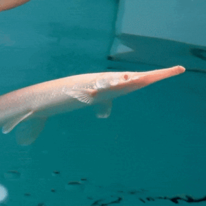 Albino Florida Gaar