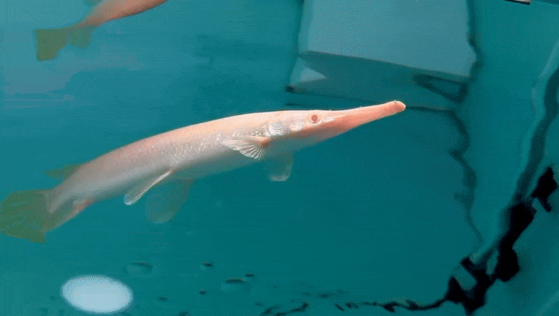 Albino Florida Gaar