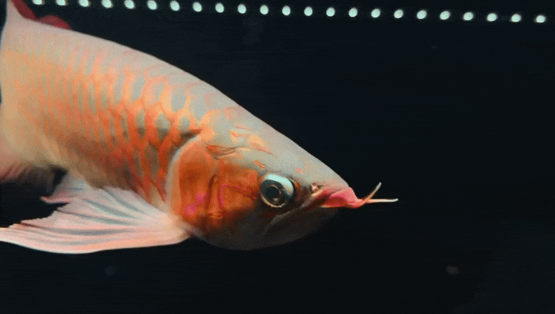 Block Super Red Arowana
