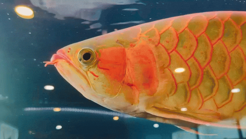 Giant Jumbo Red Arowana "Titan"