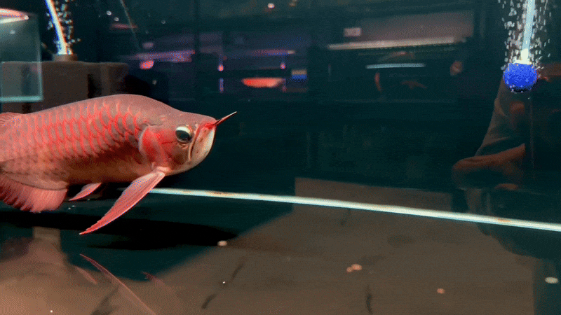 King Super Red Arowana