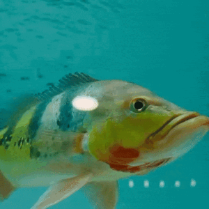 Monoculus Peacock Bass