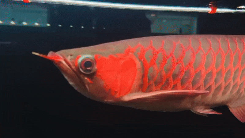 Super Red Arowana