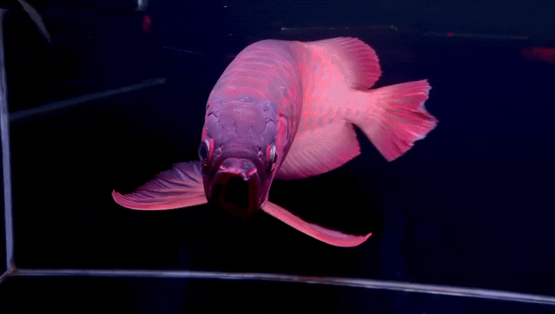 Super Red Arowana "Kratos"