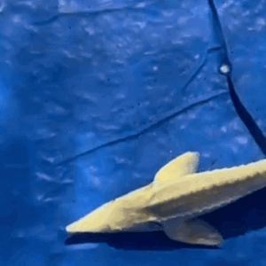 Platinum sturgeon