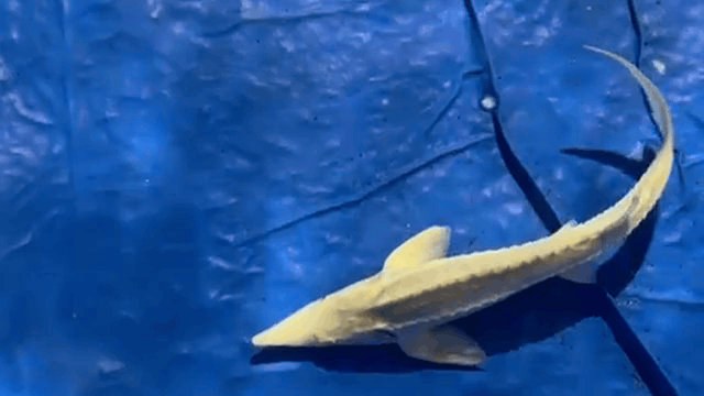 Platinum sturgeon