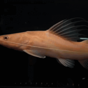 Platinum devil cat fish