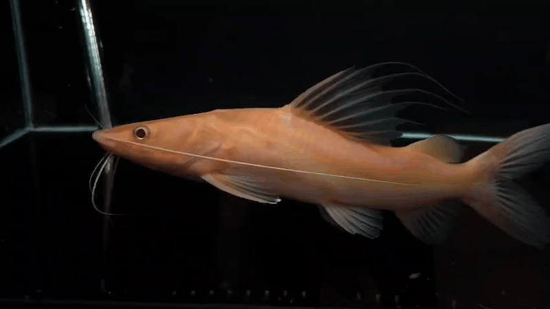 Platinum devil cat fish